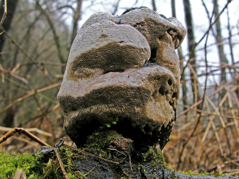 Avete voglia di funghi di oggi....guardate questo post.